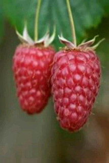 Vi9KY64zB0t62ZFSmORpNOJV0zQ8zNaQV9Z5N2GmnknFX3FEhy8Gc3Cl1DHBScb0uPKNJzJBEnkEHac3MyoM2RHc