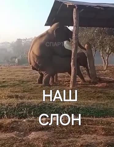 НАШ СЛОН