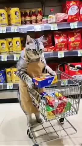 -Кот-без-Хлопот-