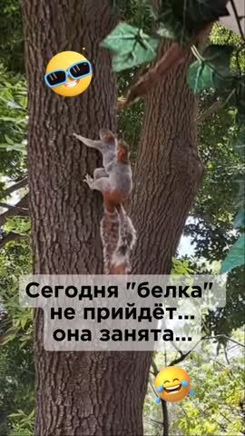 _прикол__смешноевидео__жиза__белка__всемдобраипозитиваMP4
