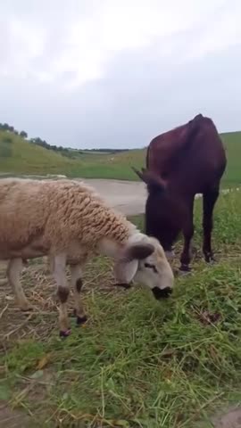 Сельская жизнь