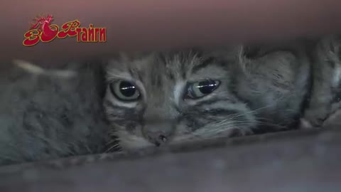 Foiz_PRO_Their_eyes___looked_scared_and_curious