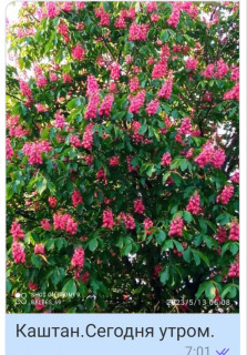 каштан13_05_23
