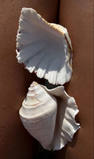 TXne2Mtm7MdX8JY0t7RGA9EqNpxgJQvfYglk65sVgJGLTSXVIPqIa1whrNfFuZTfgL-TIni7zmx1YGSo3WYfF7lh