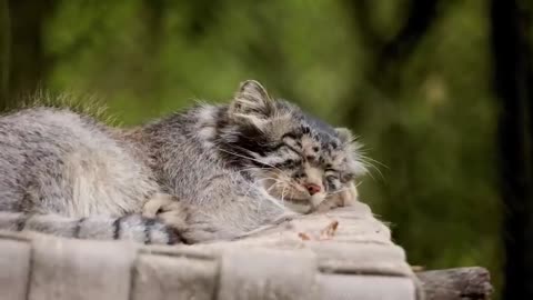 Что_снится_манулу_Жоре