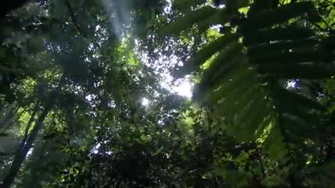 Людмила_Сенчина_романс_из_к_ф_