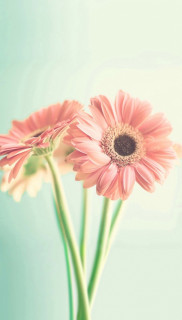 MXNy88pMFP6zh8qUW80U3V2b4ev03bng6U_AEzKj3ofa6i-cgp-ZuR8UU4bsoF5SKvmcdDFusj62ymvDubvIYRqo