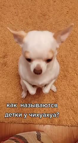 Как называются дети чиахуахуа