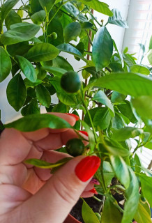 IMG_20241025_143420_245