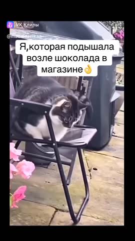 Шоколад