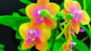 images-25