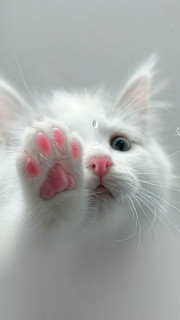 jI_ZxYaWZJsAPa4r24wP9oR-_GG-OgT-cbbJArOn56Ejk4lx0FMfP8KEzBx-SlyZ2y2HSwhhqzsWMv2zwos0wnDc