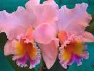 images-26