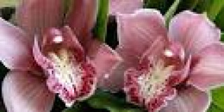 images-28
