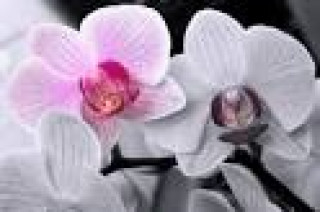 images-29