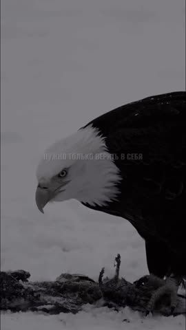 AQPI6dzCMv5jMT5_IdA5CHFjnD3GVsS1nDHTc6GEJuWzArg4uLHBbn65AGl_tmI0LTkRDMNMjBG_g1_L3984gDQ_