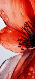 oP34W_50Ed9Ks9Rnh_ULSwz3EwhmaXLaSh1uB1r_wWez03dQPzmrOLNStxdy1Lo1fSrIifwVY_-knJ4ogOKP8WxN