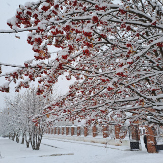 IMG_20241103_090548_103