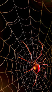 cvOamtbGxYA_rV_DmGPPrLW0cXFO-sAEWSMoQREOwR2dv2YyaiXwm8MZx_ztD3tVhXg9fUTzO8MQny8e16CKSZZm