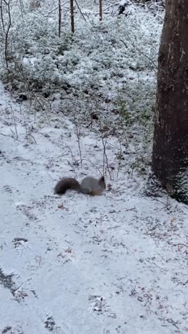 VID_20241122_185944_715