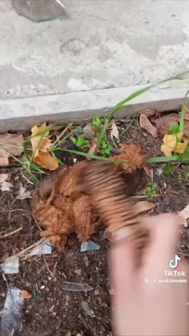 VID_20241123_031328_660