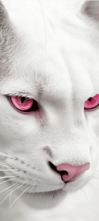 xpRmrk2H-vEnRlLlUa7763muhCigQz2p8MsjMa3AVKOpjyy9boFfbQn8C9PhzHde1E60U3fGOpUTMCCjM4q1nR8W