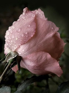 LgEP2iSHbSjDvwho26DtKgGREMZyPo3WQHYSuWYy5uWKuZ5XOyv3_T-08-dQMwWzx7k4NGZb890uXq1mt4OwHCWV