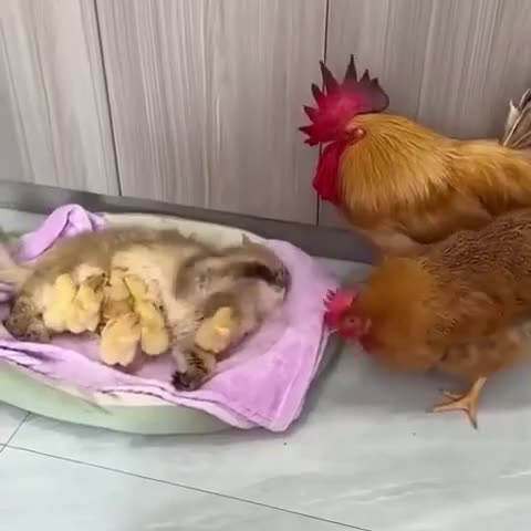 VID_20241108_074927_492 Цыпы