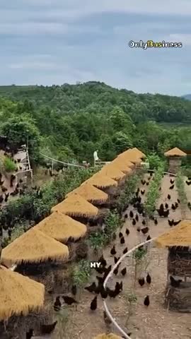 куриная_ферма