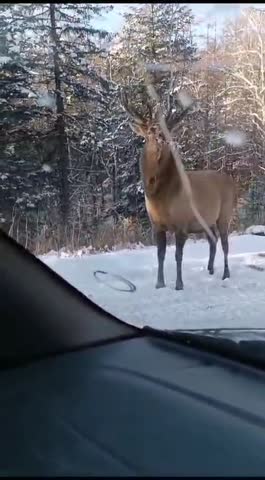 Хороший лось