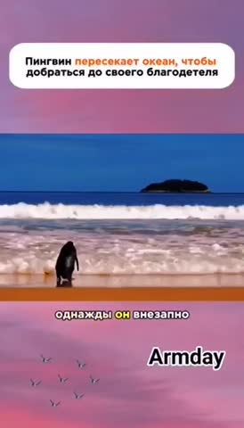 -Старик-и-Пингвин-