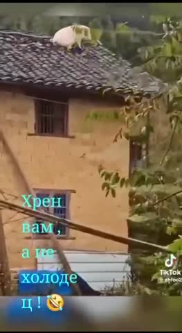 хрен_а_не_холодец