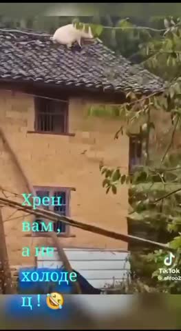 Хрен вам а не холодец