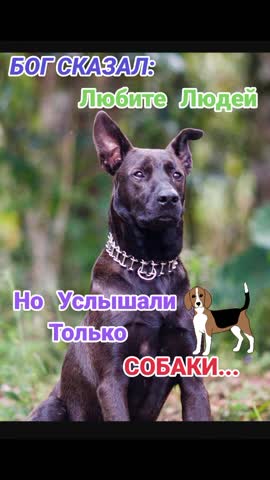 Но_ услышали _только_ собаки