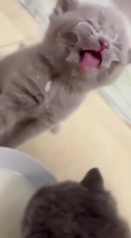 VID_20250114_005308_876