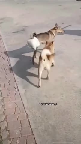 трусы_верности