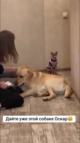 Foiz_PRO_dondonmydog_-_7318408190020881697