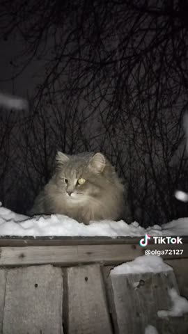 Кот-Сибиряк-