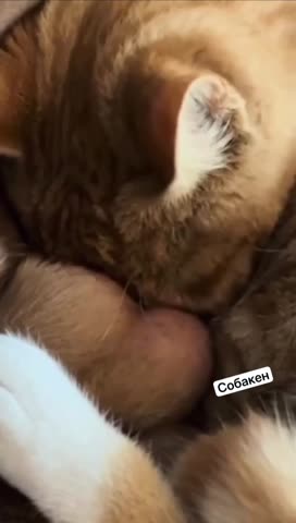 VID_20250203_145417_291