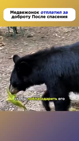 медведица_и_медвежонок