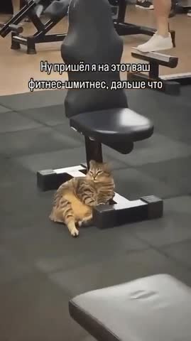 Фитнес