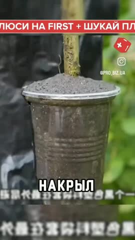 яблоко