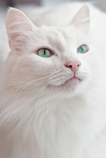 TUCgxFsKAp6jD92xBvgCRGFqYWWKa2PsjD2Pr5zjUNEK9hh6aMsHCHpNqBNk8TTtD1KSWtQ4-Sx4aqQXJu7tiken