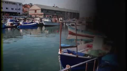 Петя_и_Волки___Кошка_портового_южного_города