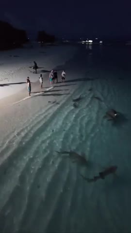 Никогда_не_купайтесь_ночью