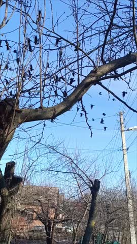 VID_20250218_094705