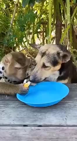 жадина_говядина