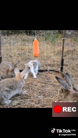 c17a14089e930533cdc7017a750a72a9_1739948548854