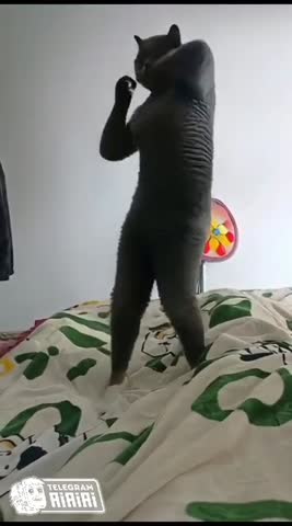 опа_опа_опа