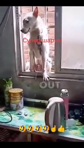 умер_Максим